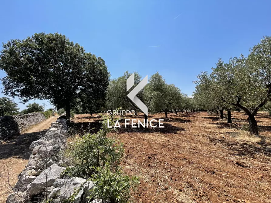 Immagine 15 di Terreno in vendita  in Contrada Parco Tallinaio a Locorotondo