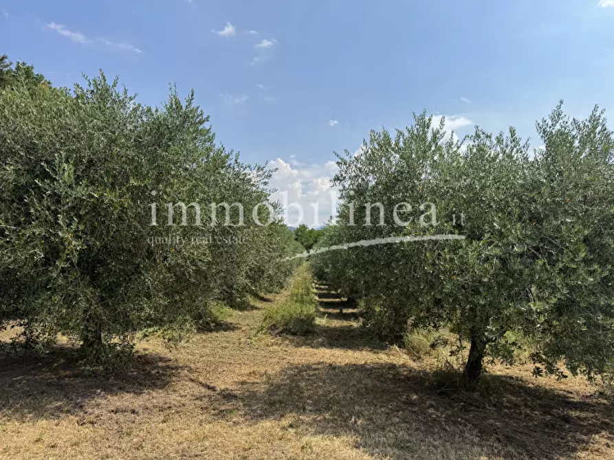 Immagine 15 di Terreno in vendita  in Località Casetta Cimi a Caprino Veronese