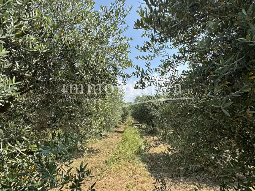 Immagine 17 di Terreno in vendita  in Località Casetta Cimi a Caprino Veronese