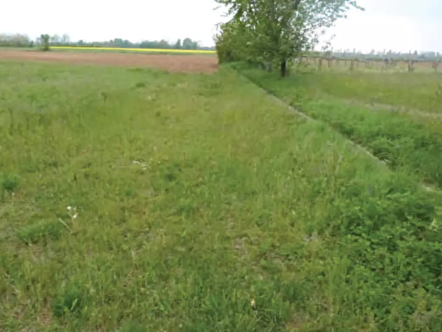 Immagine 1 di Terreno in vendita  in Via Monsignor Farina a Istrana