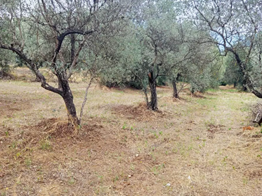 Immagine 3 di Terreno in vendita  in Strada dei Ferrari a Palombara Sabina