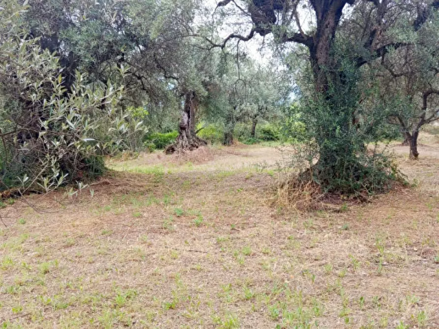 Immagine 5 di Terreno in vendita  in Strada dei Ferrari a Palombara Sabina