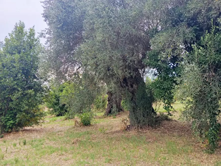 Immagine 8 di Terreno in vendita  in Strada dei Ferrari a Palombara Sabina