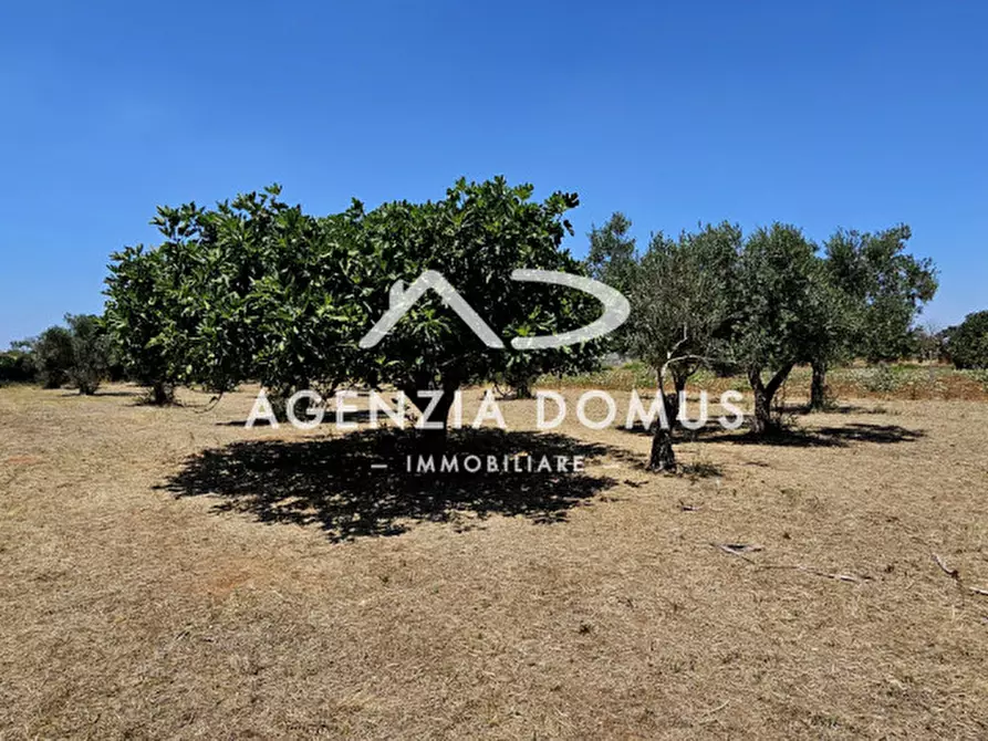 Immagine 24 di Rustico / casale in vendita  in C.da Vore a Racale