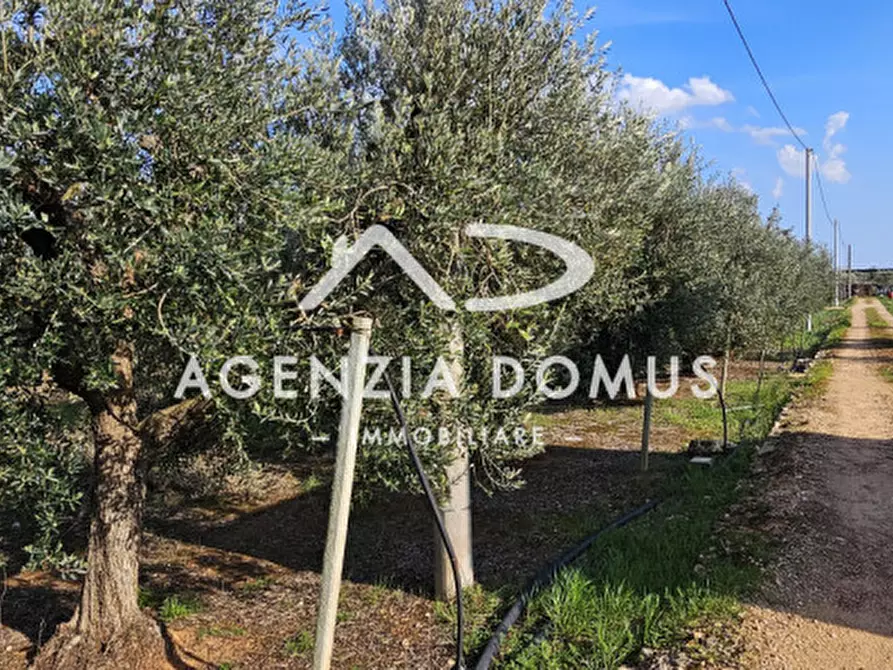 Immagine 16 di Terreno in vendita  a Racale