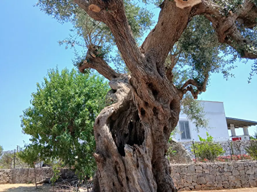 Immagine 54 di Villa in vendita  in C.da Montecaruso a Ostuni