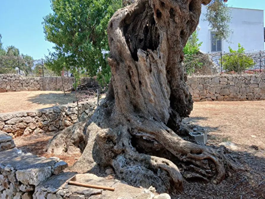 Immagine 55 di Villa in vendita  in C.da Montecaruso a Ostuni