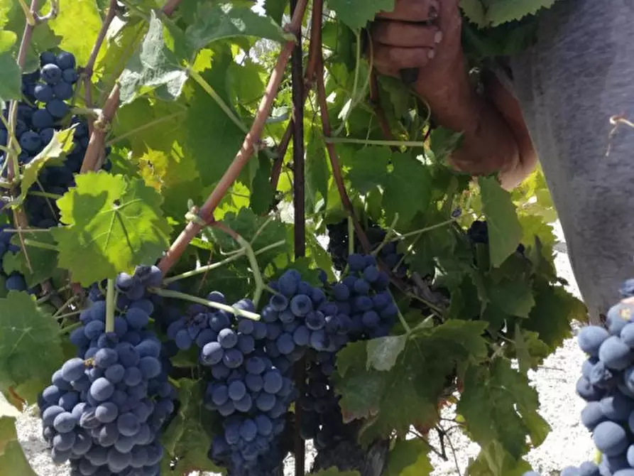 Immagine 21 di Casa indipendente in vendita  in contrada bonivini a Noto