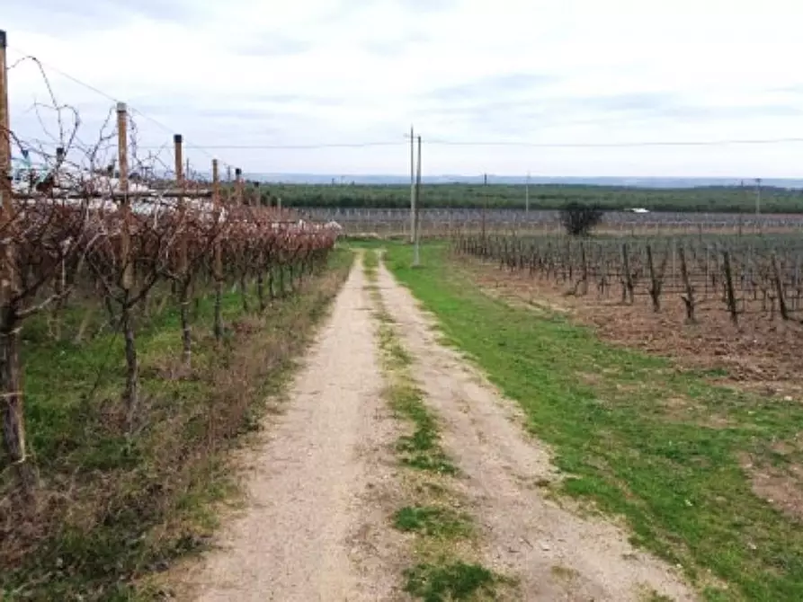 Immagine 2 di Terreno in vendita  in SP143, Canosa di Puglia BT, Italia a Canosa Di Puglia