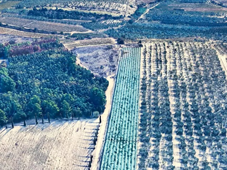 Immagine 5 di Terreno in vendita  in SP143, Canosa di Puglia BT, Italia a Canosa Di Puglia