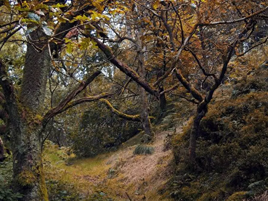 Immagine 2 di Terreno in vendita  in figline valdarno a Figline E Incisa Valdarno