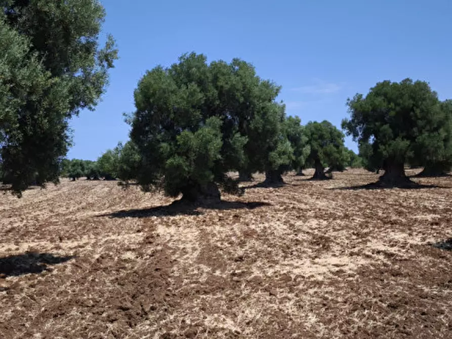 Immagine 6 di Terreno in vendita  in Pettolecchia a Fasano