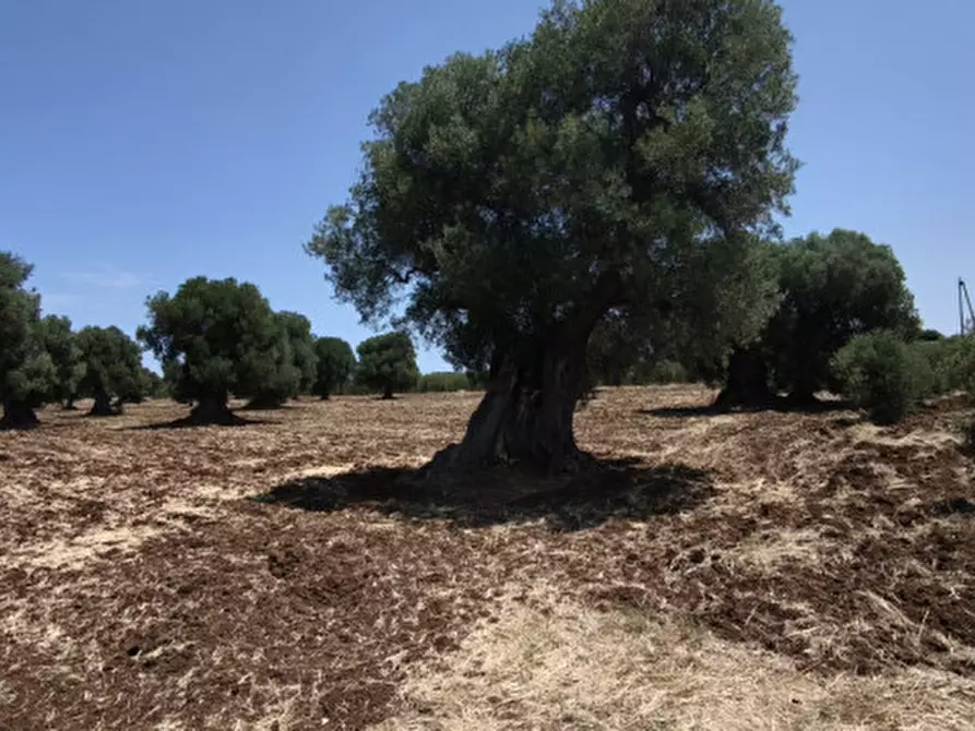 Immagine 7 di Terreno in vendita  in Pettolecchia a Fasano