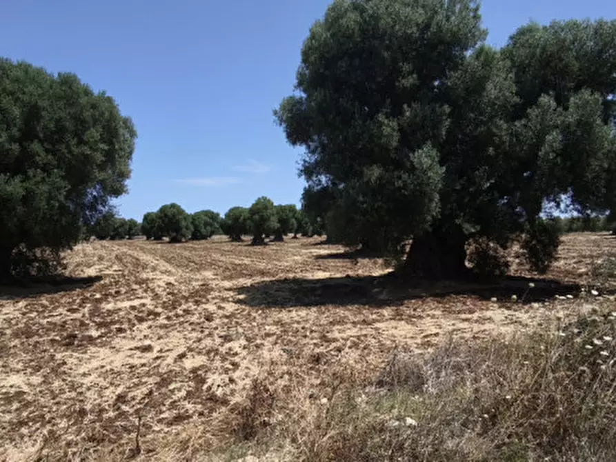 Immagine 8 di Terreno in vendita  in Pettolecchia a Fasano