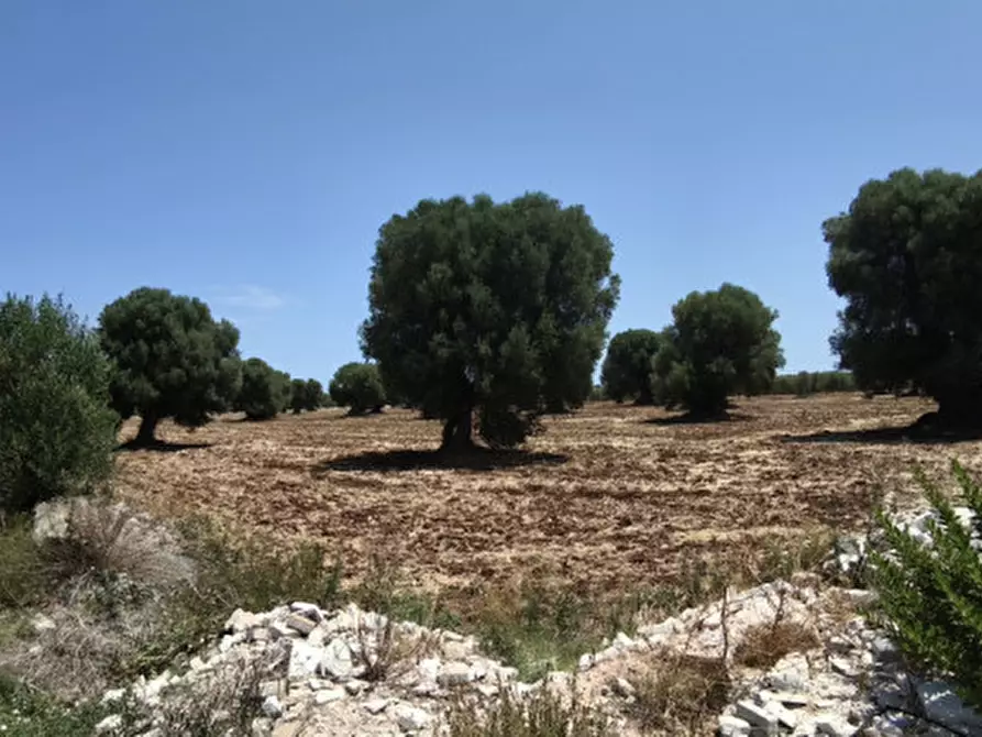 Immagine 9 di Terreno in vendita  in Pettolecchia a Fasano
