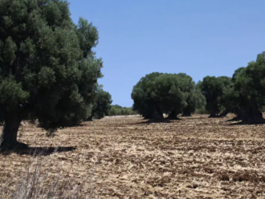 Immagine 10 di Terreno in vendita  in Pettolecchia a Fasano