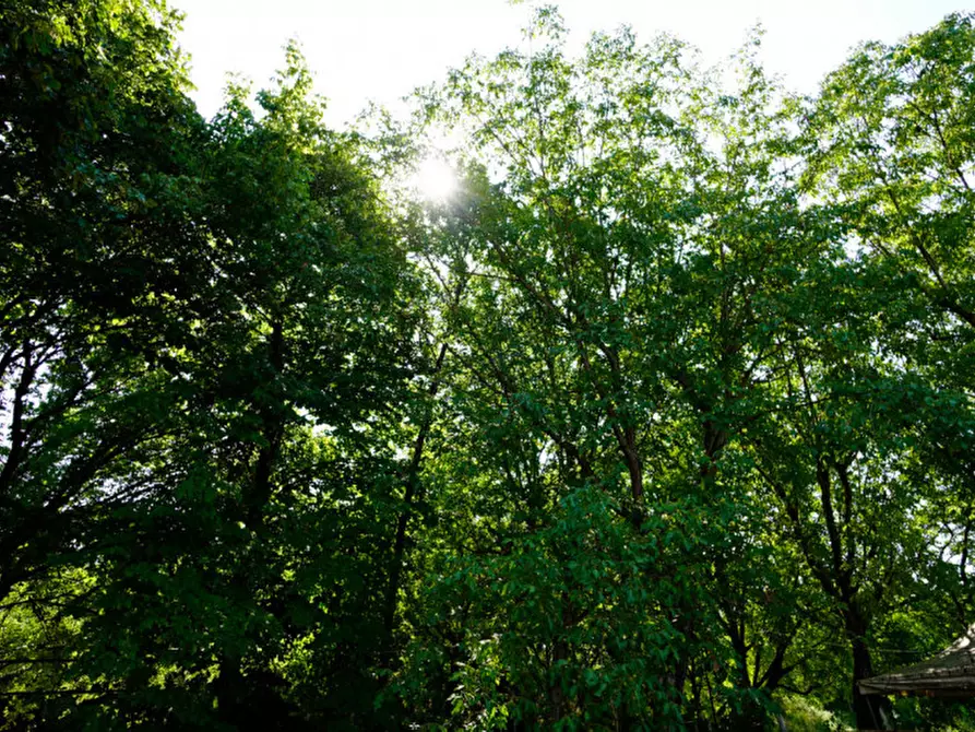 Immagine 6 di Agriturismo in vendita  a San Bonifacio