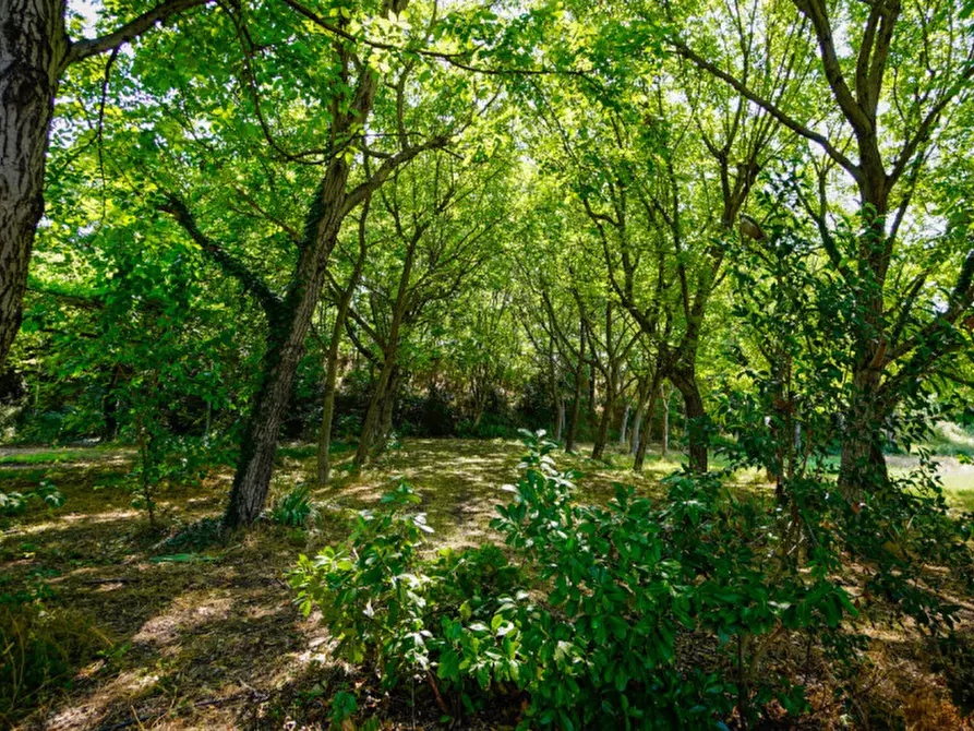 Immagine 7 di Agriturismo in vendita  a San Bonifacio