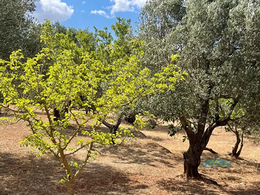Immagine 15 di Rustico / casale in vendita  in Contrada Circiello a Ceglie Messapico