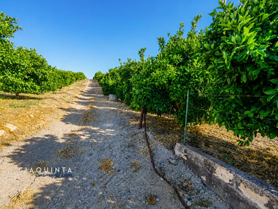 Immagine 9 di Terreno in vendita  a Palagonia