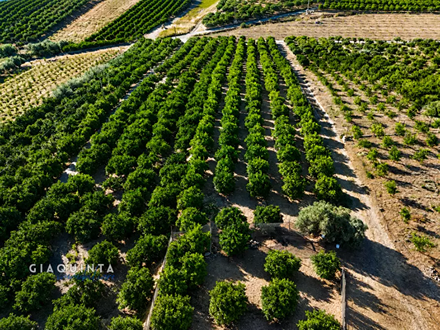 Immagine 13 di Terreno in vendita  a Palagonia