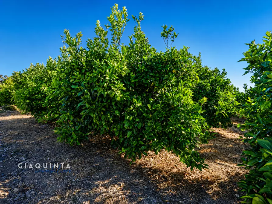 Immagine 16 di Terreno in vendita  a Palagonia