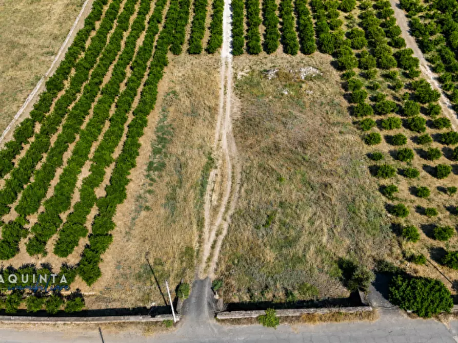 Immagine 5 di Terreno in vendita  in c.da Sparagogna snc a Palagonia