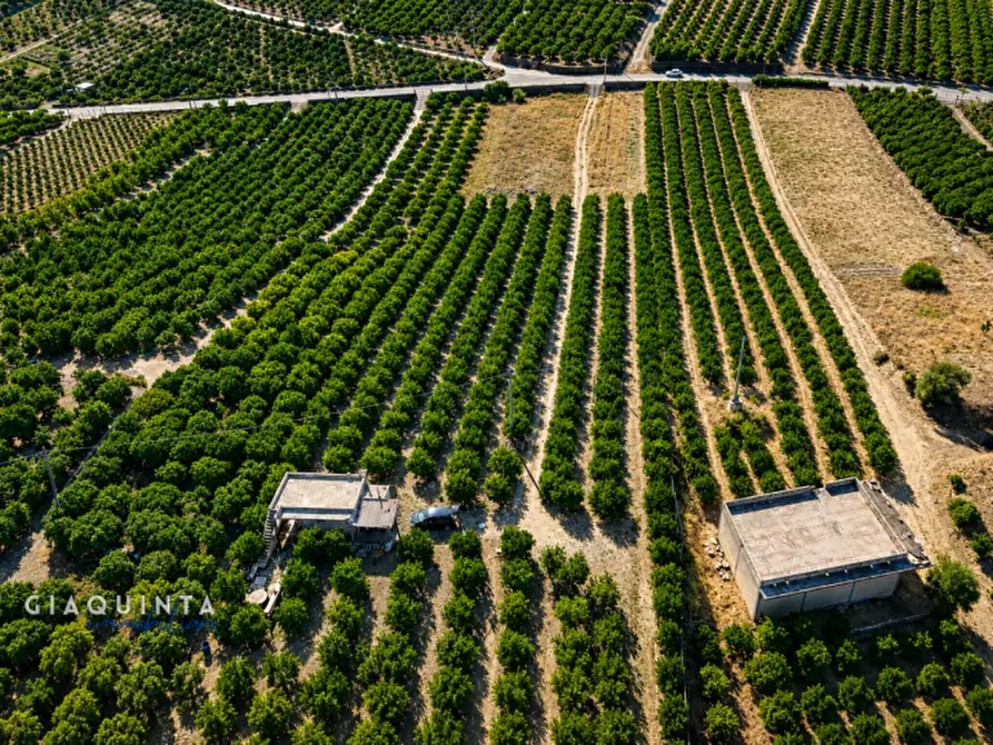 Immagine 6 di Terreno in vendita  in c.da Sparagogna snc a Palagonia
