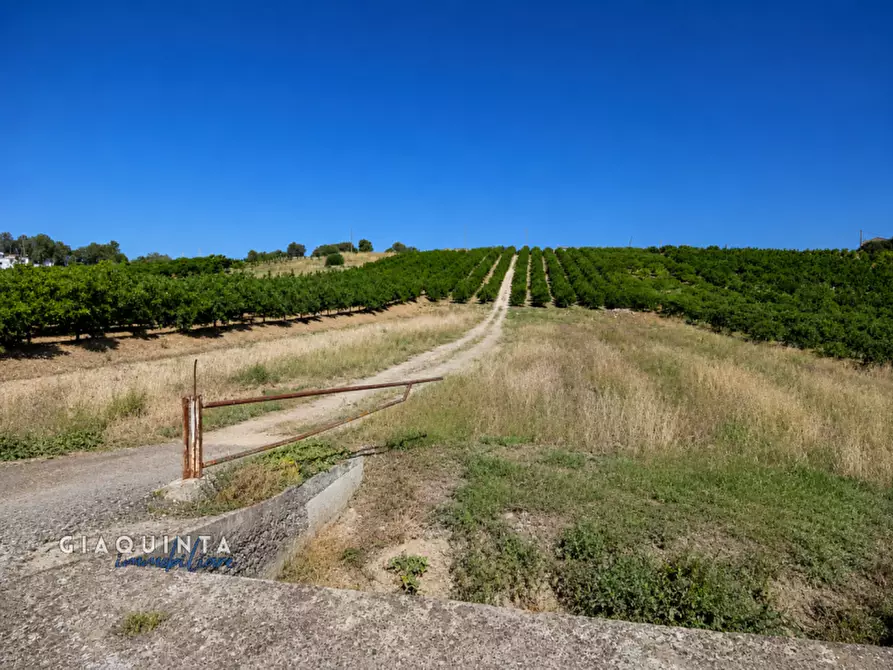 Immagine 15 di Terreno in vendita  in c.da Sparagogna snc a Palagonia