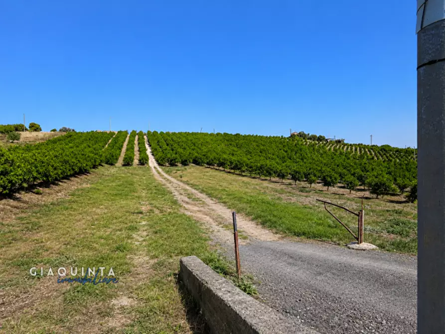 Immagine 17 di Terreno in vendita  in c.da Sparagogna snc a Palagonia