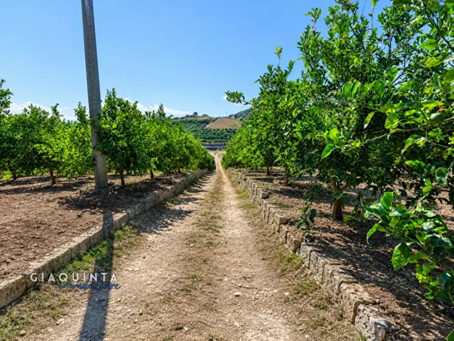 Immagine 19 di Terreno in vendita  in c.da Sparagogna snc a Palagonia