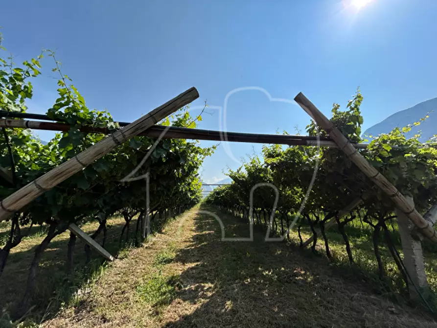 Immagine 2 di Terreno in vendita  a Mezzocorona
