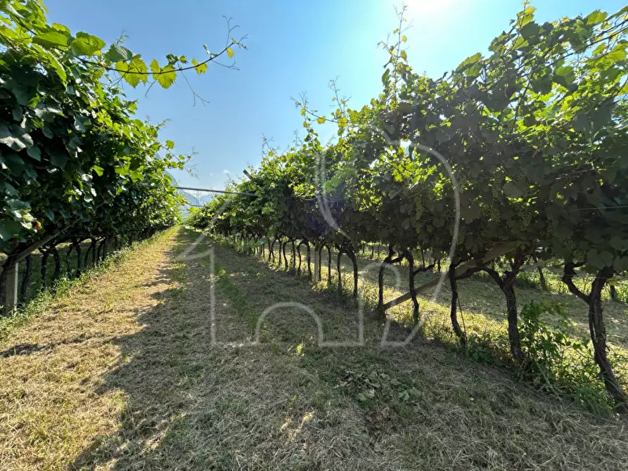 Immagine 3 di Terreno in vendita  a Mezzocorona