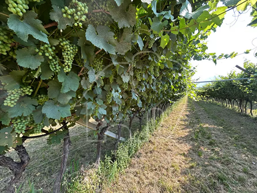 Immagine 4 di Terreno in vendita  a Mezzocorona