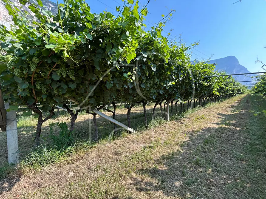 Immagine 5 di Terreno in vendita  a Mezzocorona
