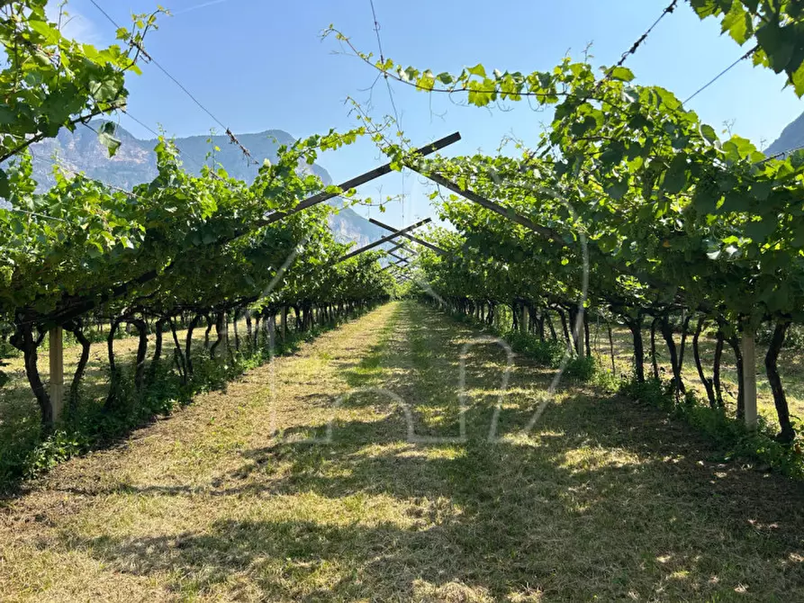 Immagine 2 di Terreno in vendita  a Mezzocorona