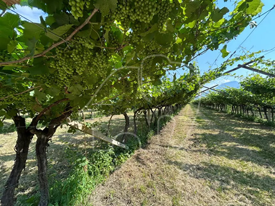 Immagine 3 di Terreno in vendita  a Mezzocorona