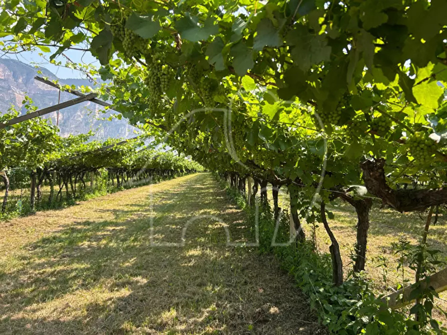 Immagine 4 di Terreno in vendita  a Mezzocorona