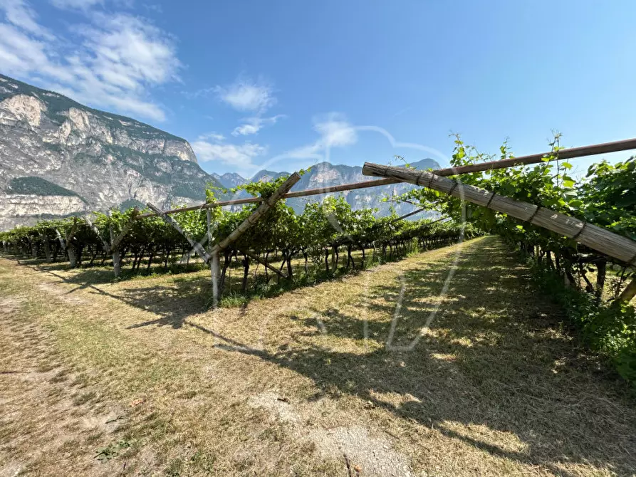 Immagine 5 di Terreno in vendita  a Mezzocorona