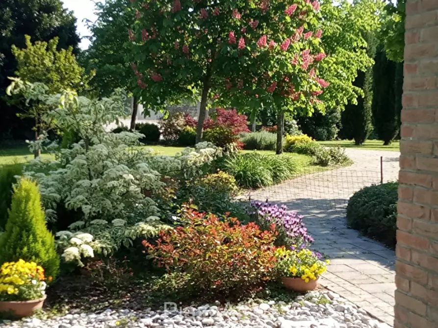 Immagine 6 di Villa in vendita  in Via Frapiero a Correzzola