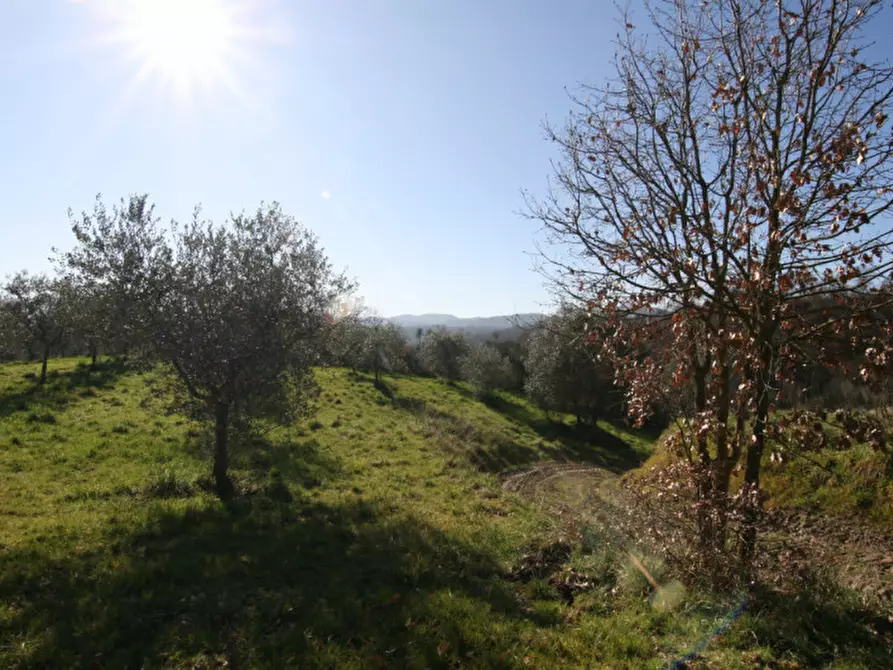 Immagine 14 di Terreno in vendita  a Sinalunga
