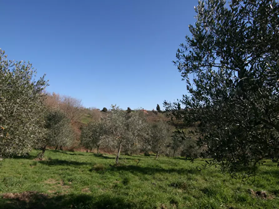 Immagine 17 di Terreno in vendita  a Sinalunga