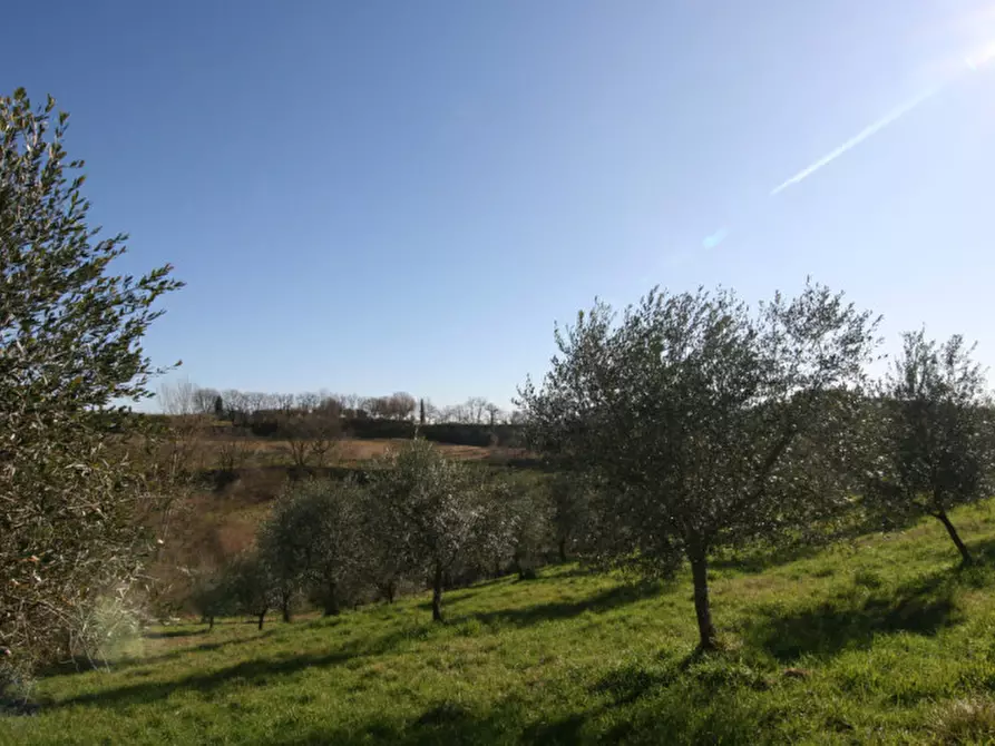 Immagine 19 di Terreno in vendita  a Sinalunga