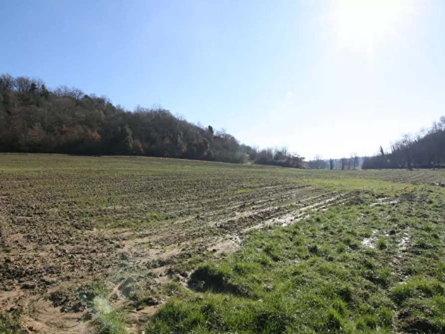 Immagine 2 di Terreno in vendita  a Sinalunga