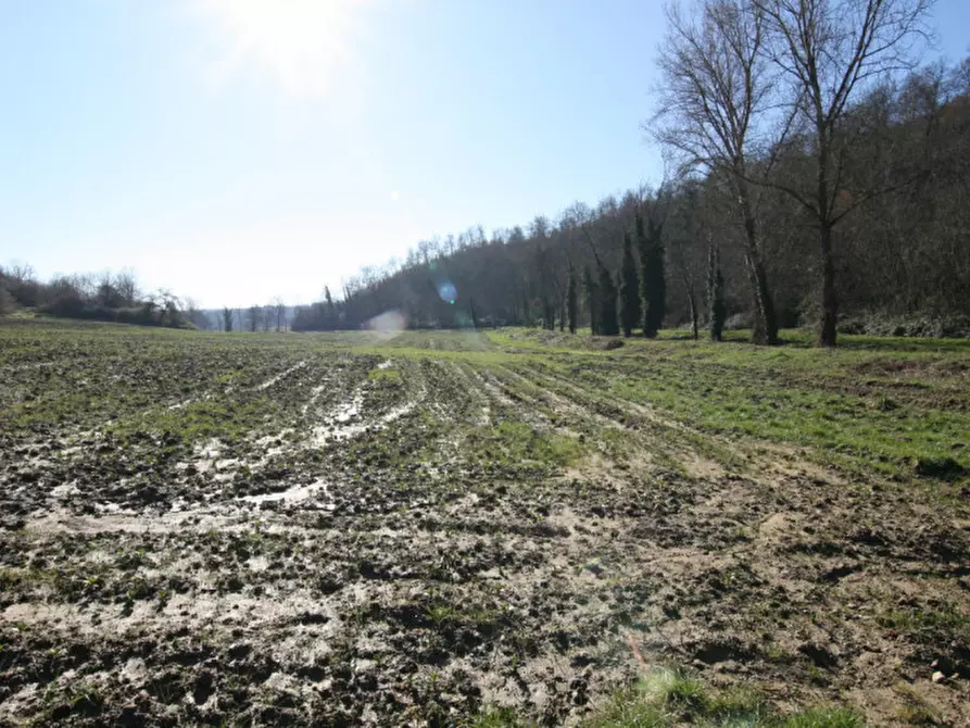Immagine 4 di Terreno in vendita  a Sinalunga