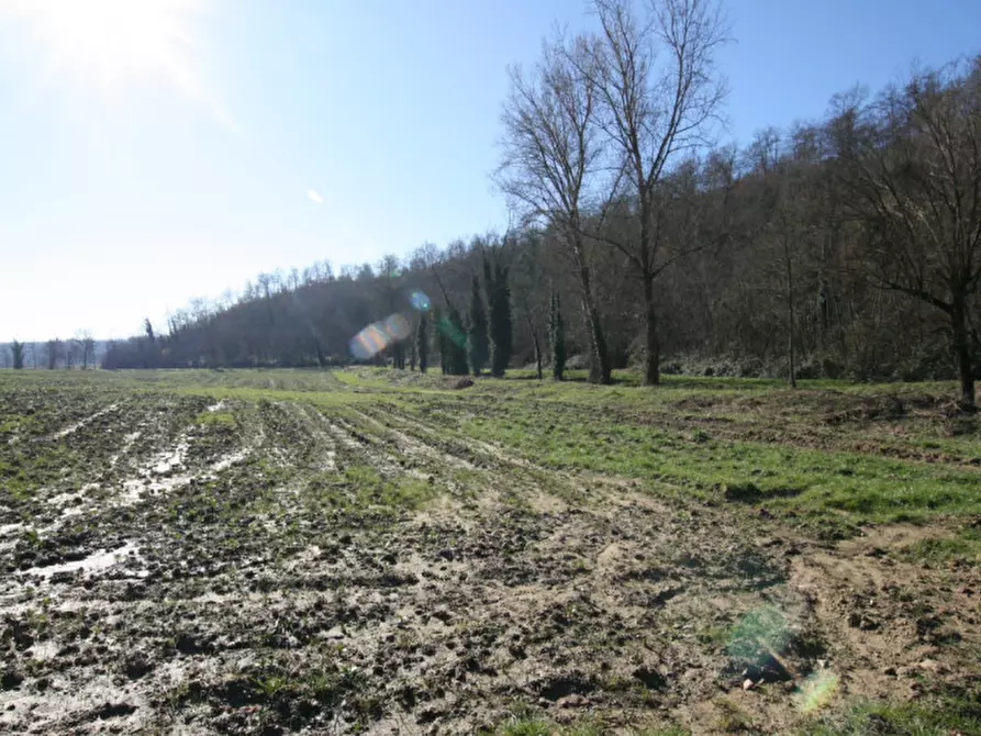Immagine 5 di Terreno in vendita  a Sinalunga