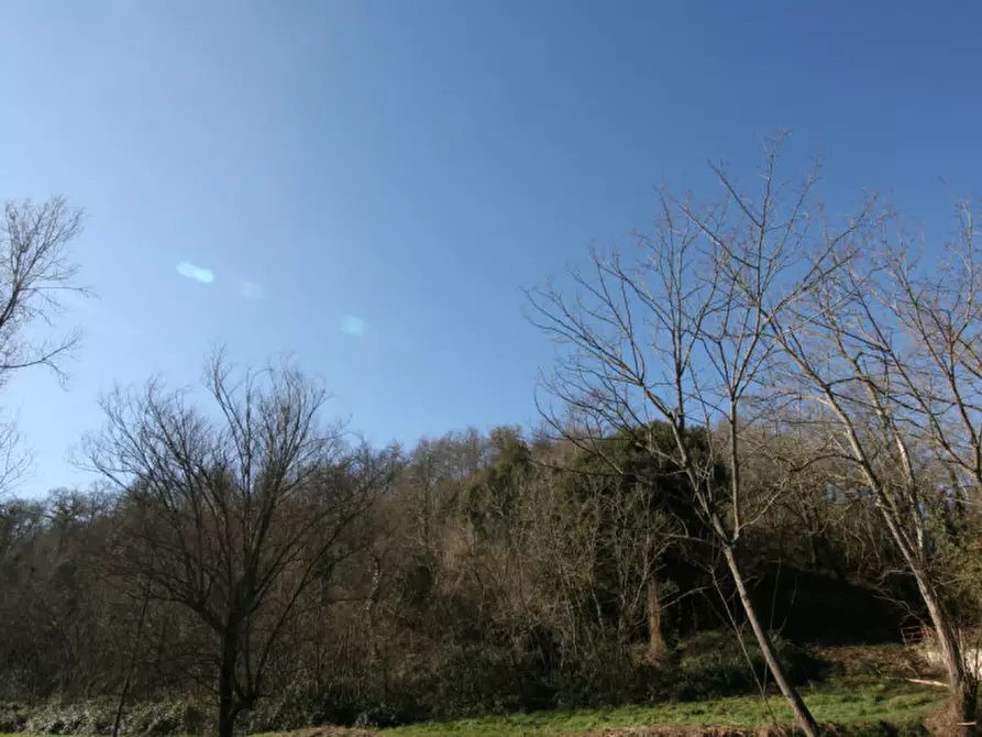 Immagine 7 di Terreno in vendita  a Sinalunga