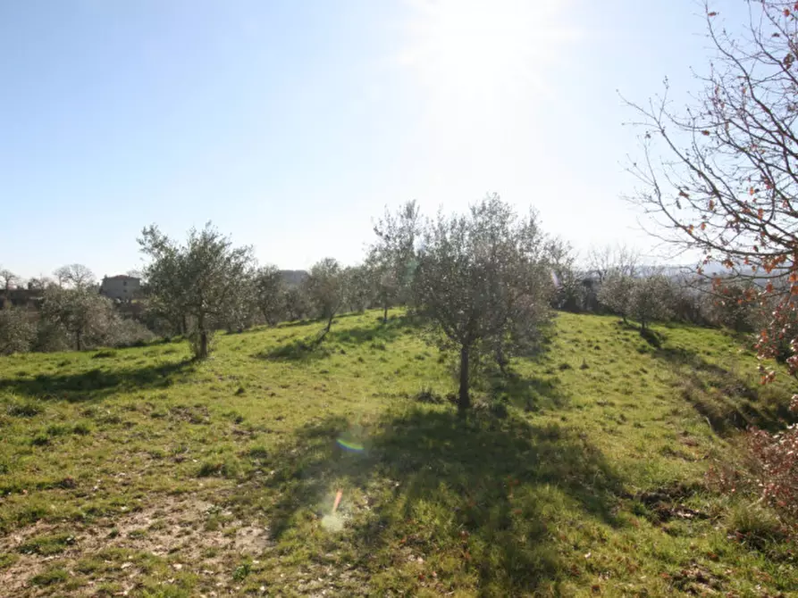 Immagine 13 di Terreno in vendita  a Sinalunga