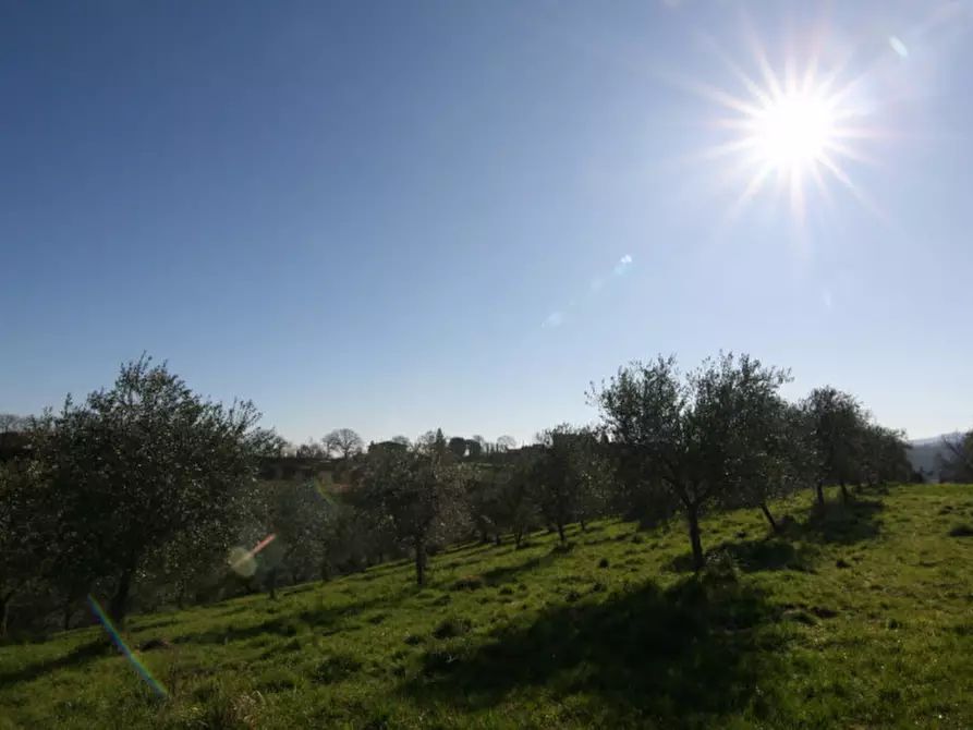 Immagine 15 di Terreno in vendita  a Sinalunga
