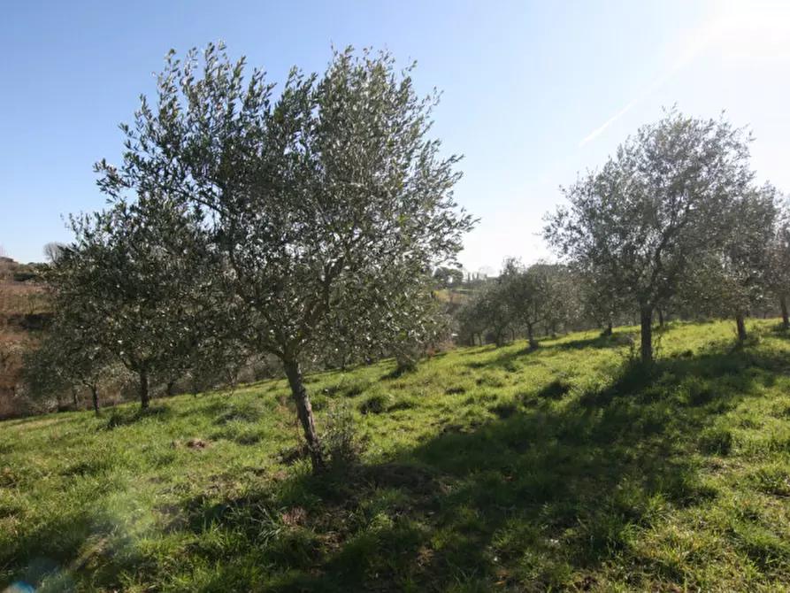 Immagine 16 di Terreno in vendita  a Sinalunga